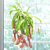 Tropical Pitcher Plant ‘Alata’ (Nepenthes alata)