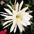 Night Blooming Cereus (Epiphyllum oxypetalum)