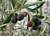 Olive ‘Cailletier’ (Olea europaea)