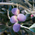 Olive Tree ‘Arbequina’ (Olea europaea)
