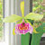 Blc Orchid Keowee ‘Mendenhall’ AM/AOS (Brassavola x Laelia x Cattleya hybrid)