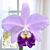 Lc Orchid Busy Bev ‘Blue Jewel’ AM/ AOS (Laelia x Cattleya hybrid)