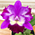 Cattleya Orchid Mari’s Love ‘Taka’ AM/AOS (Cattleya hybrid)