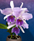 Lc Orchid Mary Elizabeth Bohn ‘Royal Flare’ AM/AOS (Laelia x Cattleya hybrid)