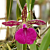 Rby Orchid Spotted Charm ‘Patricia Anne’ (Rhynchobrassoleya hybrid)
