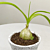 Healing Onion Plant (Ornithogalum caudatum)