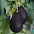 Avocado Tree ‘Oro Negro’ (Persea americana hybrid)