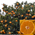 Satsuma Mandarin Orange Tree ‘Frost Owari’ (Citrus unshiu)