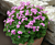 Shamrock Plant Pink Pillow™ (Oxalis articulata)