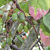 Hardy Kiwi Vine Arctic Beauty Pasha™ (Actinidia kolomikta)