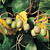 Hardy Kiwi Vine Set 'Anna' & 'Clark' (Actinidia hybrids)