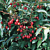 Goumi Sweet Scarlet™ (Elaeagnus multiflora)
