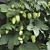 Hops ‘Willamette’ (Humulus lupulus)