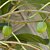 Hardy Kiwi Vine ‘Issai’ (Actinidia arguta)   