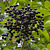 European Elderberry Plant ‘Marge’ (Sambucus nigra)