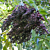 American Elderberry Plant 'Wyldewood' (Sambucus canadensis hybrid)