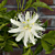 White Maypop Passion Flower (Passiflora incarnata ‘Alba’)