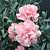 Dianthus ‘Duchess of Westminster’ (Dianthus hybrid)