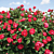 Oso Easy® Rose ‘Double Red’ PP (Rosa hybrid)