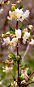 Honeysuckle ‘Winter Beauty’ (Lonicera purpusii)
