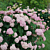 Hydrangea Incrediball™ ‘Blush’ PP (Hydrangea arborescens hybrid)