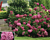 Hydrangea Invincibelle Mini Mauvette® PP (Hydrangea arborescens hybrid)