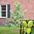 Paw Paw Tree Set Susquehanna® PP & ‘Prolific’ (Asminia triloba)