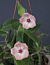 Hoya patella ‘Pink’ (Hoya patella)
