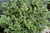 Geranium ‘Fair Ellen’ (Pelargonium hybrid)