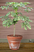 Papaya Tree ‘Emma’ (Carica papaya)