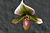 Venus Slipper Orchid (Paphiopedilum Maudiae hybrid)