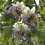 Passion Flower sidiflora (Passiflora sidiflora)