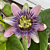 Passion Flower x alato-caerulea (Passiflora xalato-caerulea)