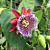 Passion Flower ‘Purple Tiger’ (Passiflora x decaisnenana hybrid)