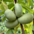 Paw Paw KSU Atwood™ (Asimina triloba)