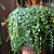 Creeping Peperomia (Peperomia prostrata)