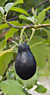 Avocado Tree ‘Mexicola’ (Persea americana)
