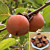 American Persimmon Tree Prairie Gem™ (Diospyros virginiana)