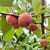 Persimmon Tree ‘Meader’ (Diospyros virginiana hybrid)