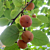 American Persimmon Tree Prairie Star® (Diospyros virginiana hybrid)