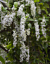 White Queen’s Wreath (Petrea volubilis ‘Alba’)