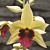 Terrestrial Orchid ‘George’s Gold’ (Phaius microburst)