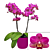 Phalaenopsis Multiflora Orchid ‘Perceval’ (Phalaenopsis hybrid)