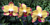 Phalaenopsis Orchid ‘Breezes’ (Phalaenopsis hybrid)