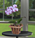 Phalaenopsis Orchid ‘Magic Art’ (Phalaenopsis hybrid)
