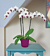 Phalaenopsis Orchid ‘Red Eye’ (Phalaenopsis hybrid)