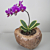 Variegated Phalaenopsis ‘Coffey’ (Phalaenopsis hybrid)