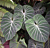 Philodendron gloriosum (Philodendron gloriosum)