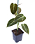 Black Gold Philodendron (Philodendron melanochrysum) 