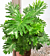 Philodendron ‘Shangri-La’ PP (Philodendron bipinnatifidum hybrid)